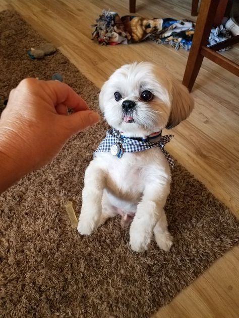 Maltese Shih Tzu Haircuts, Shitzu Haircut, Shin Tzu Haircut, Shitzu Haircuts Boy, Short Shitzu Haircut, Shih Tzu Grooming Styles Short, Shih Tzu Grooming Styles, Corte Shitzu, Shitzu Haircuts