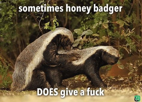 Honey Badger Meme, Honey Badger Humor, Badger Images, Honey Badgers, I Love Sarcasm, Warrior Poet, Romantic Poems, Cool Phrases, Honey Badger