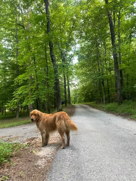 Country Golden Retriever, British Family Aesthetic, Family Dog Aesthetic, Therapy Dog Aesthetic, Big Dog Aesthetic, Countryside Summer Aesthetic, Dog Countryside, Golden Retriever Family, Country Dogs