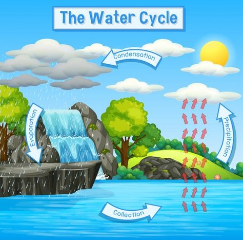 Water Cycle Process, Water Cycle For Kids, Water Cycle Project, Water Cycle Diagram, School Wall Art Ideas, Cycle Pictures, Cycle Drawing, Elementary Bulletin Boards, The Water Cycle