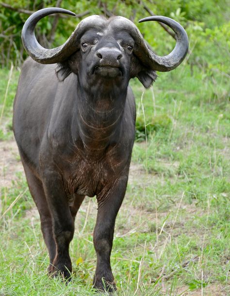 A bull African Buffalo(Syncerus caffer) photographed by Bernard DuPont on H1-1 Road East of Pretoriuskop, Kruger NP, Mpumalanga, S. Africa Buffalo Photography, Buffalo Pictures, African Animals Photography, African Wildlife Photography, Calf Cow, Crocodile Animal, Cape Buffalo, Buffalo Animal, African Antelope