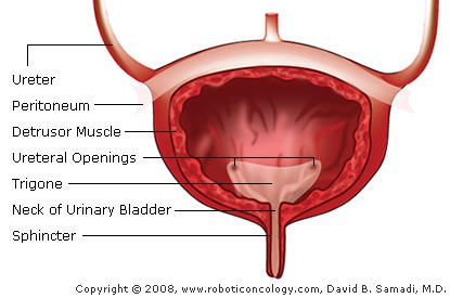 Bladder Bladder Anatomy, Midtown New York, Acid Reflux Diet, Kidney Diet, Frequent Urination, Health Guru, Lower Abdomen, Medical Knowledge, Health And Nutrition