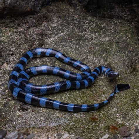 Blue-lipped Sea Krait Sea Krait, Cool Snakes, Sea Snake, Blue Lips, Snake Venom, Cute Snake, Weird Animals, Blue Sea, Reptiles