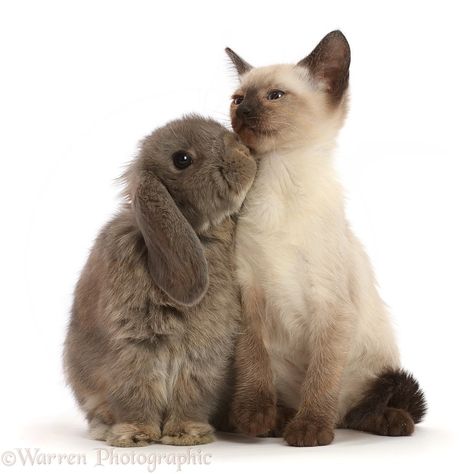 Photograph of Ragdoll cross kitten, 8 weeks old, and grey lop bunny. Rights managed white background Pets image. Lop Bunny, Mark Taylor, Bunny Images, Animals Images, 8 Weeks, White Background, Kittens, This Is Us, Grey