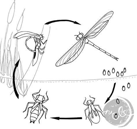 Dragon Fly Life Cycle, Dragonfly Life Cycle, Types Of Dragonflies, Flying Ants, Aquatic Insects, Mosquito Larvae, Class Of 2013, Mayfly, Science Student