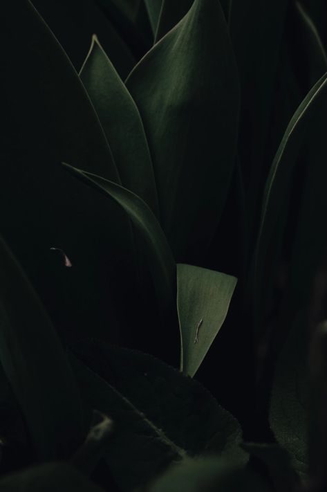 Forest Green And Black Aesthetic, Green And Black Branding, Iphone Wallpaper Aesthetic Minimal Green, Moody Green Aesthetic, Dark Green Plants, Iphone Wallpaper Ios 11, Dark Green Wallpaper, Mint Green Aesthetic, Black River