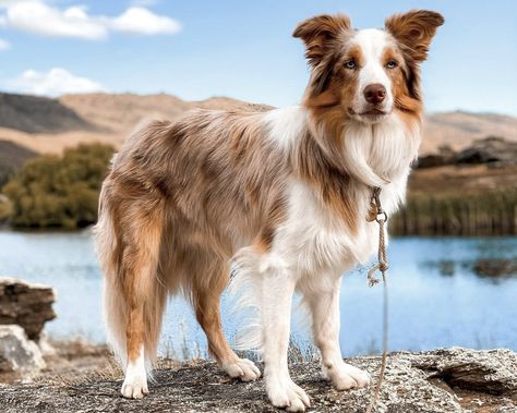 Merle Border Collie, Border Collie Colours, Border Collie Merle, Red Merle Border Collie, Border Collie Corgi Mix, Border Collie Colors, Tri Border Collie, Red Tri Border Collie, Red Border Collie