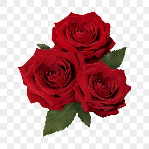 Rose Cut Out, Rose Png For Editing, Rose Png Aesthetic, Red Flowers Png, Roses White Background, Rose Flower Aesthetic, Rose White Background, Red Roses Png, Red Rose Aesthetic