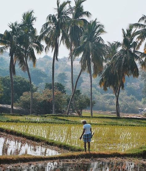 Paddy fields of Pollachi. Pollachi Nature, Paddy Field Painting, Agriculture Photography, Paddy Field, Onam Celebration, Watercolor Scenery, Desktop Wallpaper Art, Study Photography, Classy Girl