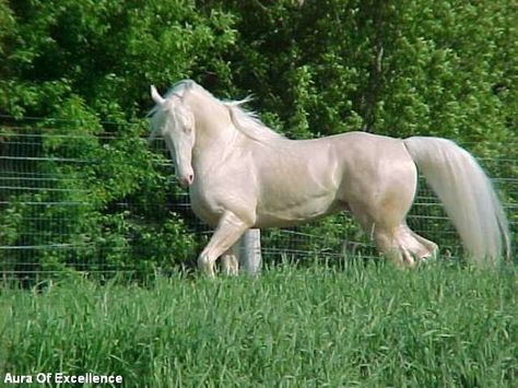 "Aura Of Excellence" - cremello National Show Horse Saddlebred Horses, Pinto Horses, American Saddlebred Horses, Different Horse Breeds, Pinto Horse, American Saddlebred, Palomino Horse, Show Horse, Most Beautiful Horses