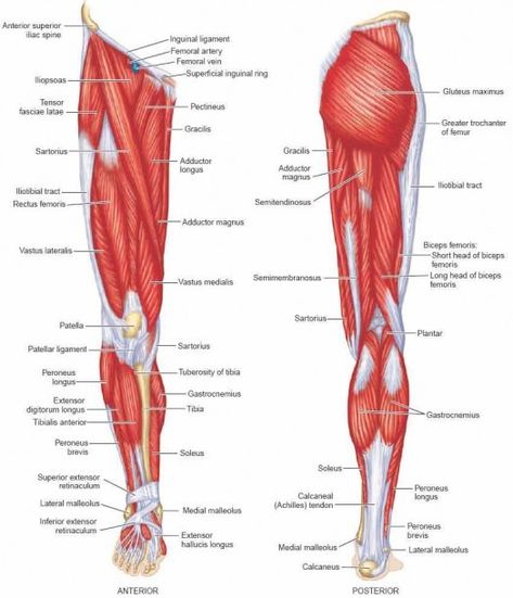 Leg Muscles Diagram Labeled And Leg Muscle Names Diagram Leg Lumbosacral Plexus, Leg Muscles Diagram, Muscles Diagram, Leg Muscles Anatomy, Muscle Names, Body Muscle Anatomy, Exercise Without Weights, Human Muscular System, Muscle Diagram