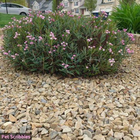 bog rosemary shrublet Bog Plants Landscaping Ideas, Is Rosemary A Perennial, Coastal Rosemary Landscape Design, Flowering Rosemary, Bog Rosemary Plants, Rock Wall Landscape, Backyard Hill Landscaping, Fruit Trees Backyard, Small Trees For Garden