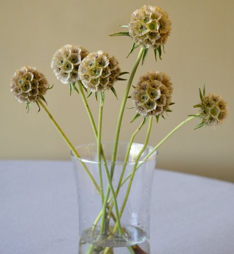 Scabiosa Stellata, Wedding Bouquets Bride, Shade Flowers, Paper Moon, Cut Flower Garden, Seed Company, Pink And White Flowers, Rare Flowers, Ivory Flowers