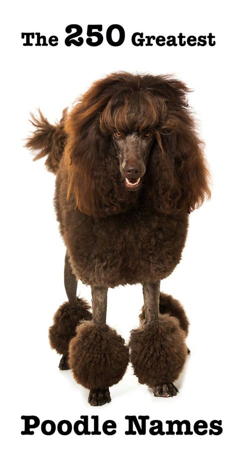 250 Best Poodle Names Anjing Poodle, Names Boy, Poodle Cuts, Red Poodles, Poodle Grooming, Tea Cup Poodle, Dog Personality, Dog Exercise, Miniature Poodle