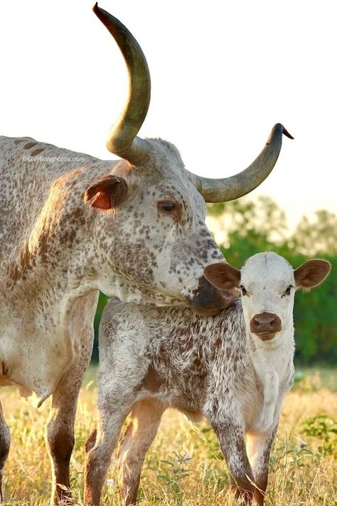 15 awesome reasons why ranchers raise Texas Longhorn Cattle - GVR Longhorns LLC Cattle Pictures, Texas Longhorn Cow, Ranch Animals, Texas Longhorn Cattle, Cow And Calf, Raising Cattle, Cow Photography, Longhorn Cattle, Cow Photos