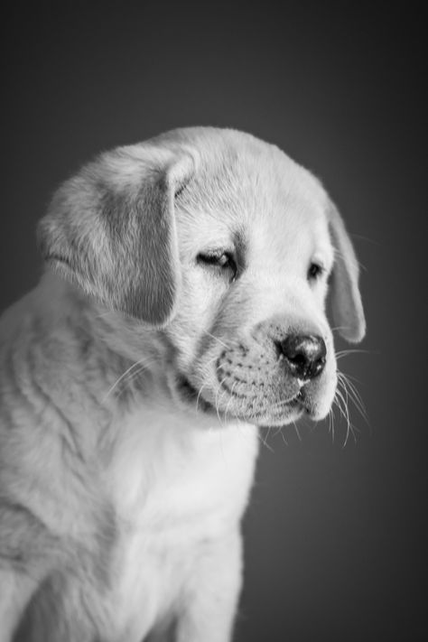 Pet Wallpaper, Golden Labrador Puppies, Spitz Puppy, Puppy Labrador, Yellow Lab Puppies, Cute Background, Puppy Wallpaper, Super Cute Puppies, Lab Puppy