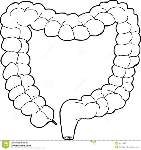 Intestines Anatomy, Human Body Systems Projects, Body Systems Project, Clock Drawings, Fruit Coloring Pages, Human Body Systems, Large Intestine, Anatomy Drawing, Body Systems