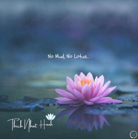 No Mud No Lotus Tattoo, Lotus Quotes, Lotus Quote, No Mud No Lotus, Lotus Tattoos, Ui Design Principles, Thich Nhat Hanh Quotes, Cartoon Art Drawing, Healing Thoughts