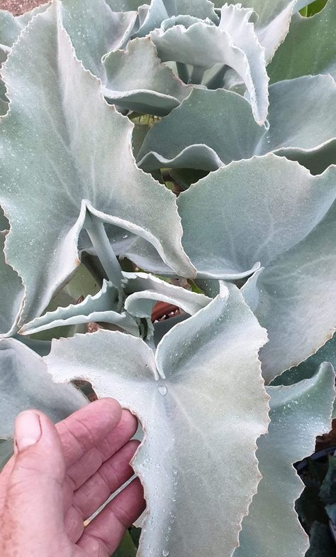 Kalanchoe beharensis - Kalanchoe Beharensis, Blue Coral, Coral Blue, Front Garden, Front Yard, Cactus, Coral, Yard, Plants