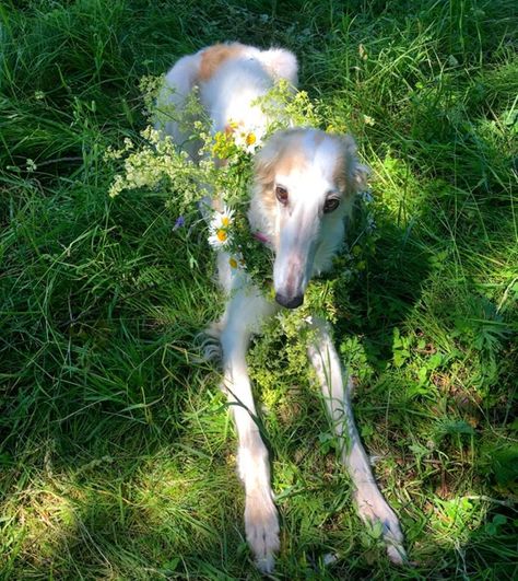 Borzoi Dog Aesthetic, Borzoi Aesthetic, Borzoi Puppy, Borzoi Dog, Goofy Dog, Silly Dogs, Silly Animals, Animals Friends, Greyhound