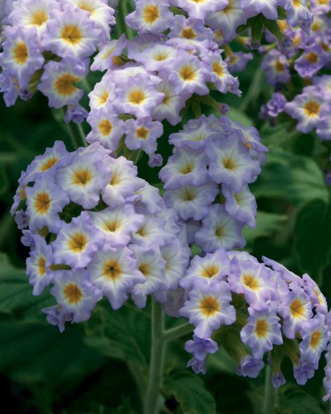 Heliotrope "Simply Scentsational" Annual Garden, Very Beautiful Flowers, Blue And Purple Flowers, Aromatic Plant, Fragrant Plant, Cottage Garden Plants, Victorian Flowers, Anemone Flower, Language Of Flowers