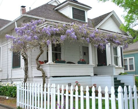 wisteria trained on porch Black Pergola, Wisteria Pergola, Freedom House, Pergola Shade Cover, Wisteria Vine, House Front Porch, Cheap Pergola, Porch Veranda, Pergola Attached To House