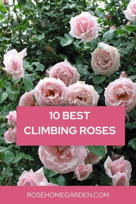 Discover the 10 Best Climbing Roses to Elevate Your Garden. Transform your garden into a breathtaking paradise with these top 10 climbing roses! 🌹🌿 Explore our handpicked selection of the most stunning and versatile climbing rose varieties that will add height, color, and fragrance to your outdoor space. 🌺🌼 #ClimbingRoses #GardenIdeas #RoseVarieties #GardeningInspiration" Climbing Roses Garage, Climbing White Roses, Rambler Roses Climbing, Garden Design Roses, Rose Bush Types, Roses Climbing On House, Climbing Roses On House Front Porches, Roses In Garden Ideas, Climbing Rose Varieties