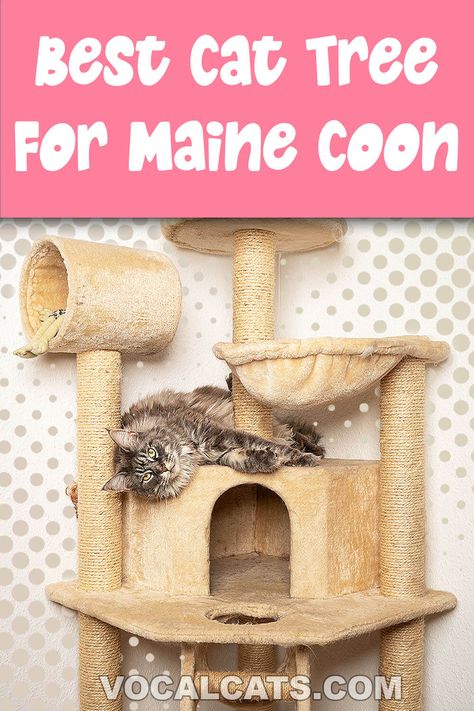 30 Best Cat Tree For Maine Coon: 2023 Reviews & Top Picks, Best cat tree, Best Cat Trees For Large Cats, Best Cat Tree Design, Best Cat Trees Furniture, Cat Tower for Window, The Best Cat Tree, Cat Tree For Large Cats, Cat Tree for Big Cats, Cat Tree for Multiple Cats, Cat Tree for Small Spaces, Cat Tower for Large Cats, Cat Tower for Big Cats, Mainecoon Cat Tree, Best Scratching Post for Cats, Best Scratching Post, Best Cat Scratching Post, Large Cat Scratching Post, Cat Tower Tree, Kitten Mainecoon Cat Tree, Cat Towers Diy Homemade, Cat Tree For Large Cats, Best Cat Trees For Large Cats, Cat Tower For Large Cats, Best Cat Scratching Post, Cat Tower Tree, Stylish Cat Furniture Towers, Real Tree Cat Tree