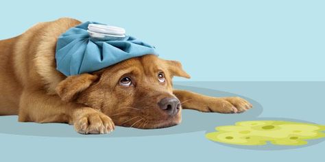 What Should You Do If Your Dog Vomits? - According to Dilmore, there are a few ways you can help prevent your dog from throwing up... Dog Throwing Up, Dog Coughing, Dog Aggression, Dog Remedies, Cat Cages, Sick Dog, Aggressive Dog, Dog Boarding, Dog Trainer