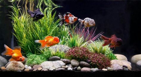 . Goldfish Aquarium, Goldfish Tank, Fancy Goldfish, Cool Fish Tanks, Fish Tank Design, Fish Tank Ideas, Planted Tank, Cool Fish, Aquarium Ideas