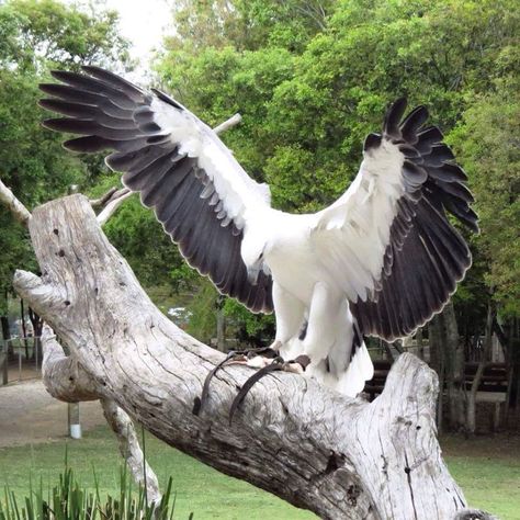 This is a rare Albino Bald Eagle. Beautiful animal to say the least. Lone Pine Koala Sanctuary, Bird Sitting, Albino Animals, Spirit Animals, The Eagles, Rare Animals, Exotic Birds, Pretty Stuff, Pretty Birds