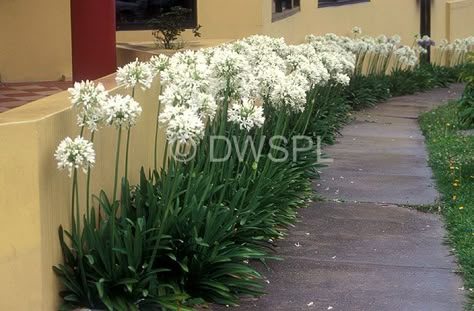 stock photo image: Flower, flowers, agapanthus, weed, weeds, praecox, agapanthus praecox, white, white flower, white flowers, lily of the nile, african lily, african lilies, liliaceae, wall, walls, garden wall, garden walls, footpath, footpaths, path, paths, pathway, pathways. Agapanthus Garden, White Agapanthus, Lily Of The Nile, Image Flower, Allium Flowers, African Lily, Flowers Lily, Spring Scenery, Garden Walls