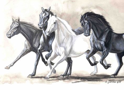 Running Horses, New Jersey Artist, Gail Guenther Horse Running Drawing, Western Horsemanship, White Horse Painting, Wild Horses Running, Wild Horses Photography, Horse Paintings, Horses Running, Horse Sketch, Horse Illustration