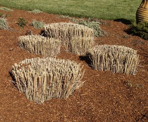 Pampas Grass Landscape, Beach Grass, Commercial Landscaping, Grasses Landscaping, Plant Cuttings, Ornamental Grasses, Landscape Projects, Pampas Grass, Grasses