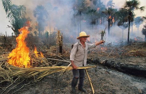 Based on a 1990s study, there is a relationship between economic growth and biodiversity loss. Because of practices in “developing” economies, pollution is a necessary evil in order to become “developed”. Brazil Amazon Rainforest, Spirit Animals Book, Amazon Rainforest Animals, Biodiversity Loss, Kindle Fire Case, Brazil Amazon, Anime Moon, Amazon Fire Tablet, Necessary Evil