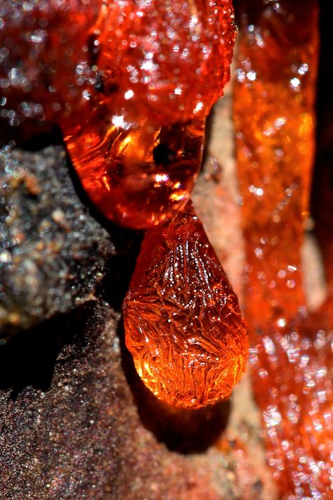 Red pine sap; Yosemite Myrrh Aesthetic, Tree Sap, Nature Posters, Cool Rocks, Yosemite National, Yosemite National Park, Color Textures, The Natural, Botany