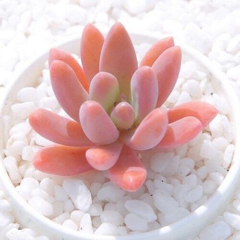 Replanting Succulents, Hardy Succulents, Plant In A Pot, Baby Succulents, Succulent Garden Design, Succulent Cuttings, Types Of Succulents, Succulent Soil, Growing Succulents