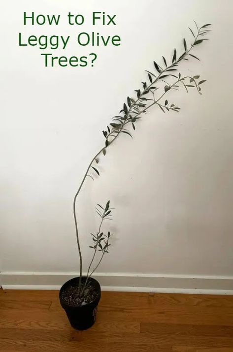 10 Common Problems with Olive Trees in Pots & Solutions | Oliviada Olive Tree Care Indoor, Olive Tree Care Outdoor, Olive Plant Indoor, Olive Tree Indoor Care, Indoor Olive Trees In Pots, Pruning Olive Trees In Pots, Olive Tree Pruning, How To Prune Olive Trees, Grow Olive Tree From Seed