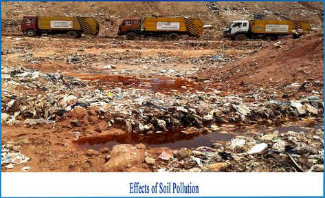 Effect of Soil Pollution -Sanjeev Pandey Soil Pollution Images, Pollution Images, Soil Pollution, Soil Contamination, Animals And Humans, Water Table, The Soil, Types Of Soil, News India