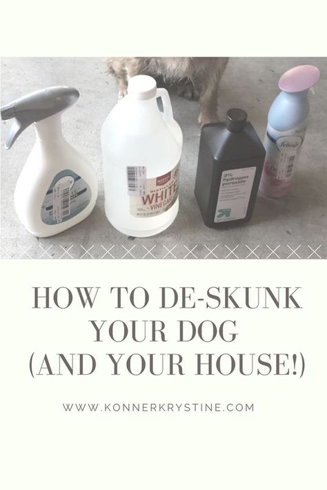 How to De-Skunk your Dog and your House | Dog Sprayed by a Skunk | De Skunk your Dog | De Skunk your House | Skunk Smell Dogs Sprayed By Skunk, Deskunking Your House, Deskunking A Dog, Dog Got Sprayed By Skunk, How To Get Skunk Smell Out Of House, Skunk Smell Out Of Dog, Skunk Spray Remedy, Skunk Smell In House, Skunk Smell Remover