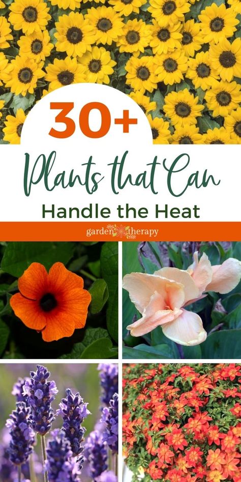 Sun Tolerant Flowers, Plants That Grow In Full Hot Sun, Plants For Heat And Sun, Flowers That Love Sun And Heat, Plants That Love The Sun And Heat, Plants That Flower All Summer, Sun Tolerant Plants Landscapes, Sun Resistant Plants, Full Sun Potted Plants Outdoor Ideas