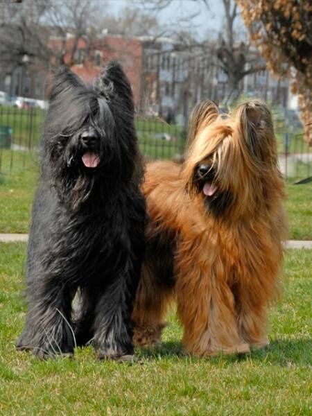 Known in their home country, France, as Chien Berger de Brie (shepherd dog from Brie), Briards are called "Hearts Wrapped in Fur." Phteven Dog, Briard Dog, What Dogs, Herding Dogs, Beautiful Dog, Large Dog Breeds, Family Pet, Doberman, Beautiful Dogs