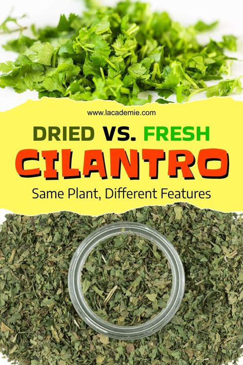 Comparing Dried and Fresh Cilantro: Different Uses 2024 Dried Cilantro Uses, Preserving Cilantro, Dehydrated Recipes, Dried Cilantro, Drying Cilantro, European Cuisine, Caribbean Recipes, You Have No Idea, Freeze Drying