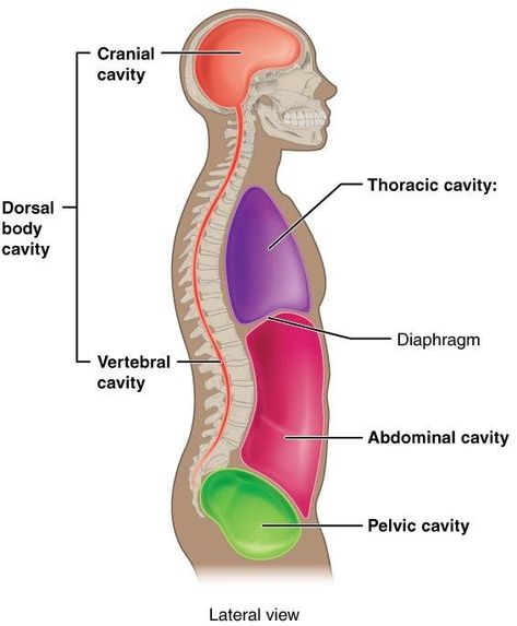 Breathing Through Endo: like, literally Body Planes, Body Cavities, Human Anatomy Chart, Thoracic Cavity, Anatomy Chart, Radiology Technician, Nurse Tips, Medical Words, Study Images