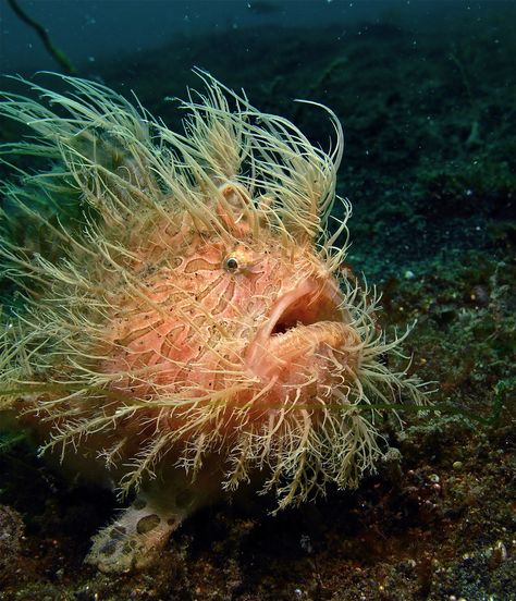 Hairy Frogfish ~ There's some pretty bizzarre looking things lurking down in the deep blue sea! Description from pinterest.com. I searched for this on bing.com/images Bizarre Animals, Creature Marine, Life Under The Sea, Deep Sea Creatures, Ocean Floor, Beautiful Sea Creatures, Water Animals, On The Ocean, Underwater Creatures