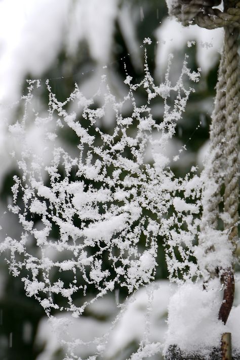 Delicate winter beauty  #snow #myt Foto Macro, I Love Snow, I Love Winter, Snow Flakes, Airbrush Art, Winter Magic, Winter Beauty, Snow Scenes, Snowy Day