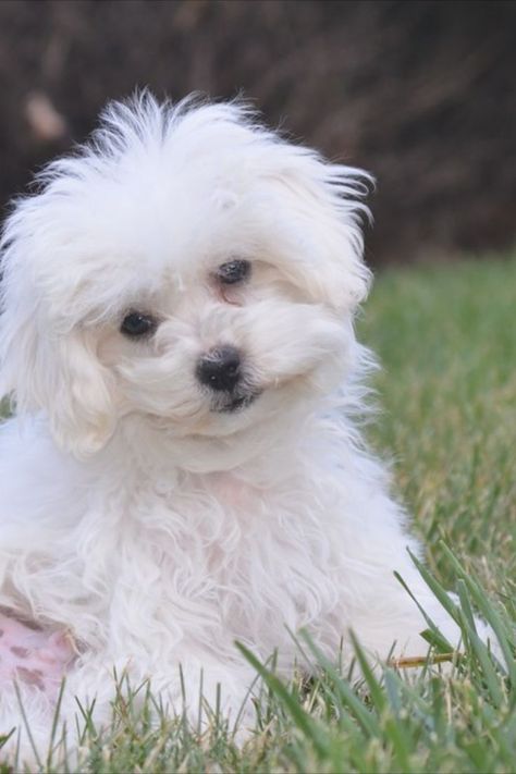 Cute little Bichon Frise puppy outside in the grass House Training A Puppy, Bichon Puppy, House Breaking A Puppy, Potty Training Puppy With Bell, Black Bichon Frise, Bolognese Dog, Bichon Frise Paintings, Cute Bichon Frise, Training A Puppy