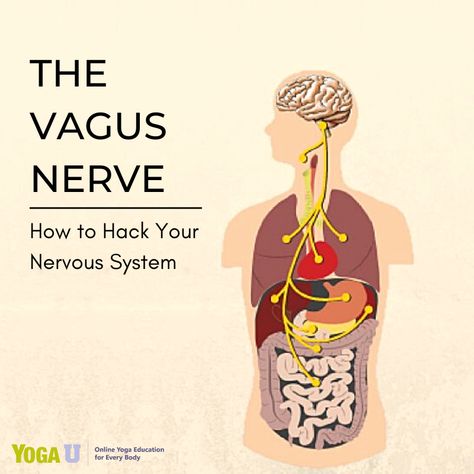 Vagal Tone, Vagus Nerve Stimulator, Fitness Recovery, Enteric Nervous System, Yoga Articles, Yoga Education, The Vagus Nerve, Motor Neuron, Yoga Anatomy