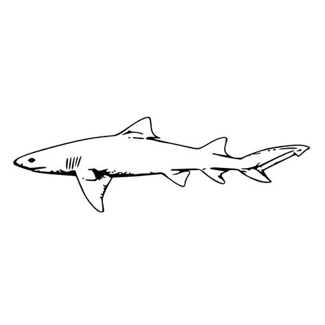 How To Draw A Lemon Shark, Silly Shark Tattoo, Shark Tattoo Design Drawings, Shark Drawing Simple, Shark Line Tattoo, Lemon Shark Tattoo, Lemon Shark Drawing, Simple Shark Drawing, Shark Outline Tattoo