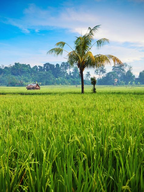 Rice Farming, Agriculture Photography, Rice Field, Meditation Garden, Village Photography, Kerala Tourism, Green Field, Ubud Bali, Landscape Photography Nature